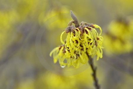 Zaubernuss 'Arnold Promise'