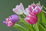 Tulpen