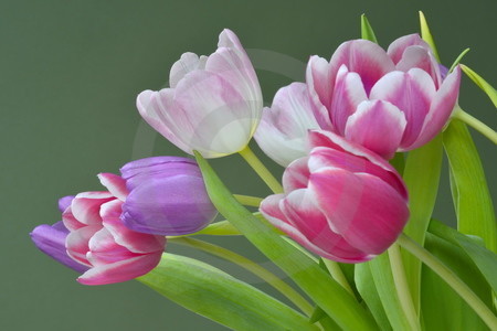 Tulpen