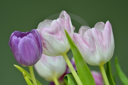 Tulpen