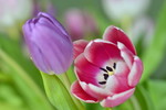 Tulpen