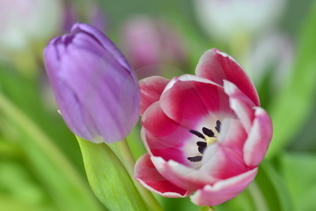 Tulpen