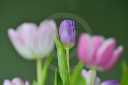 Tulpen