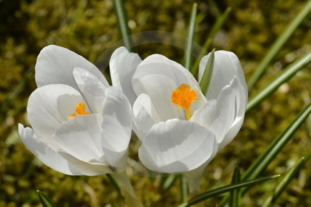 Weisser Frühlingskrokus