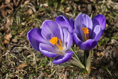 Wilder Frühlingskrokus