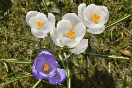 Wilder Frühlingskrokus