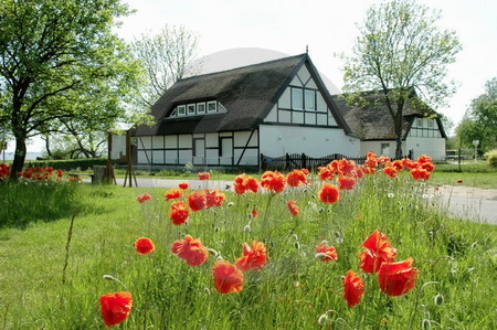 Mohnblüte auf Usedom