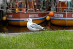 Silbermöwe vor Fischkuttern