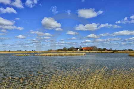 Wildgänse auf den Kleipütten in Hauen