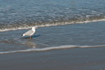 Silbermöwe auf Norderney
