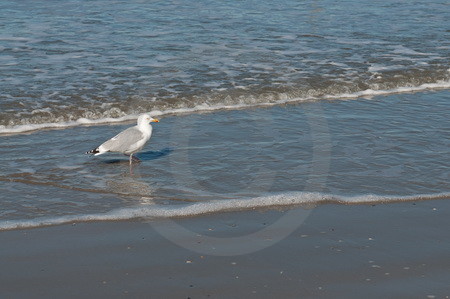 Silbermöwe auf Norderney