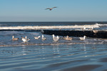 Silbermöwen auf Norderney