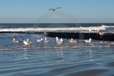 Silbermöwen auf Norderney