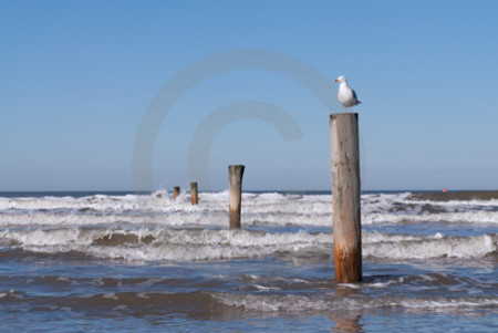 Silbermöwe auf Norderney