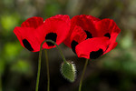 Marienkäfer-Mohn