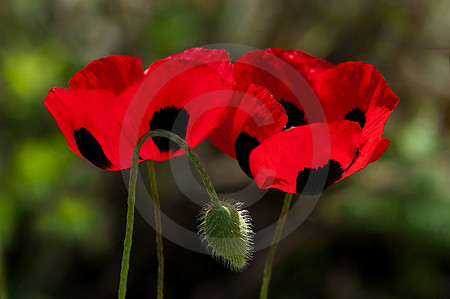 Marienkäfer-Mohn
