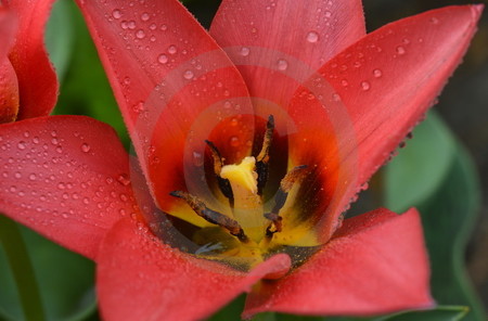 Rote Tulpenblüte