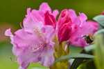 Rhododendronblüten mit Sandbiene