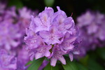 Rhododendronblüte, lila