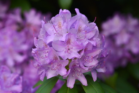 Rhododendronblüte, lila