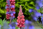 Rote Lupinen (Lupinus 'Red Rum') mit blauen Salvien (Salvia nemorosa 'Mainacht'). Blütezeit Mai - Juli.