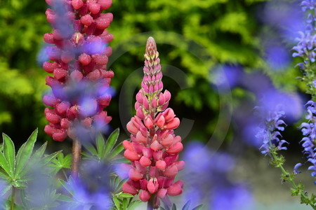 Rote Lupinen (Lupinus 'Red Rum') mit blauen Salvien (Salvia nemorosa 'Mainacht'). Blütezeit Mai - Juli.