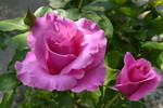 Edelrose 'Paul Mc Cartney Rose'