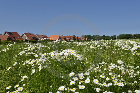 Margeritenwiese in Neuharlingersiel