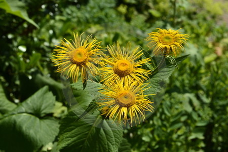 Gelbe Ochsenaugen