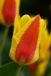 Rotgelbe Tulpe 'Stresa'