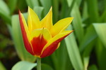 Tulpe 'Fire Wings'