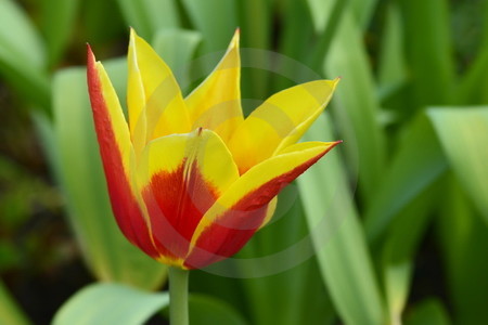 Tulpe 'Fire Wings'