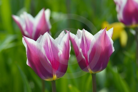 Tulpen 'Claudia'