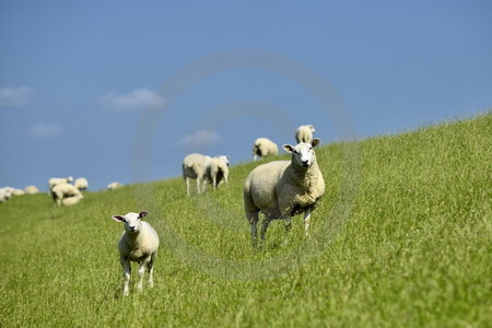 Schafe auf dem Deich