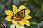 Edelfalter 'Kleiner Fuchs
