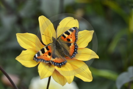 Edelfalter 'Kleiner Fuchs