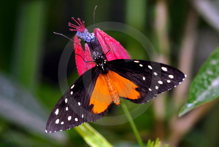 Tiger-Passionsblumenfalter