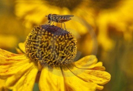 Sonnenbraut mit Schwebfliege