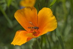 Goldmohn