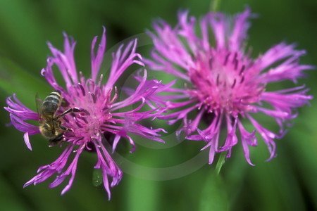 Wiesen-Flockenblume