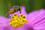 Schmuckkörbchen mit Schwebfliege