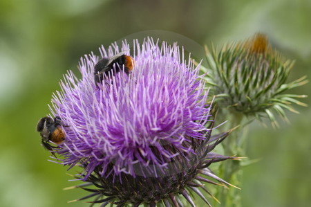 Eselsdistel mit Hummeln