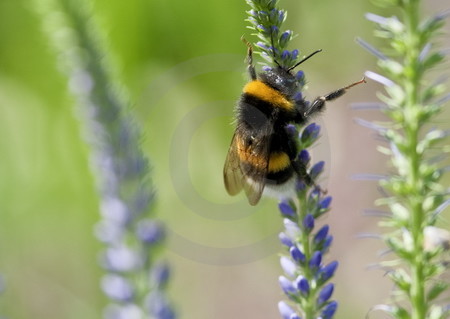 Hummel auf Langblättrigem Ehrenpreis