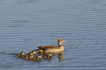 Gänsekinder mit Mama