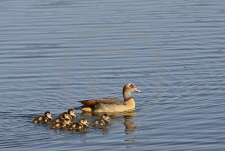 Gänsekinder mit Mama