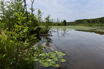 Naturschutzgebiet Lahrer Moor