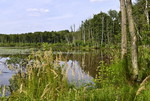 Naturschutzgebiet Lahrer Moor