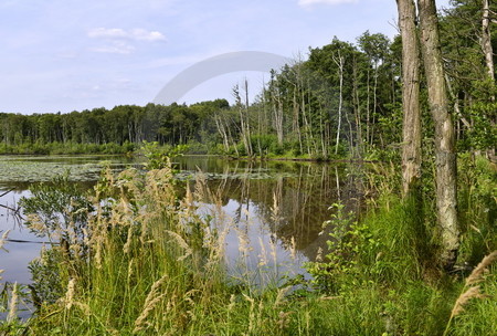 Naturschutzgebiet Lahrer Moor