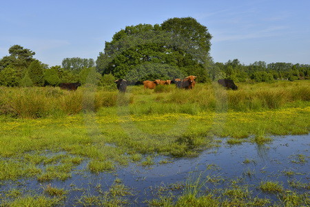 Schottische Hochlandrinder