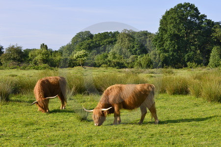 Schottische Hochlandrinder